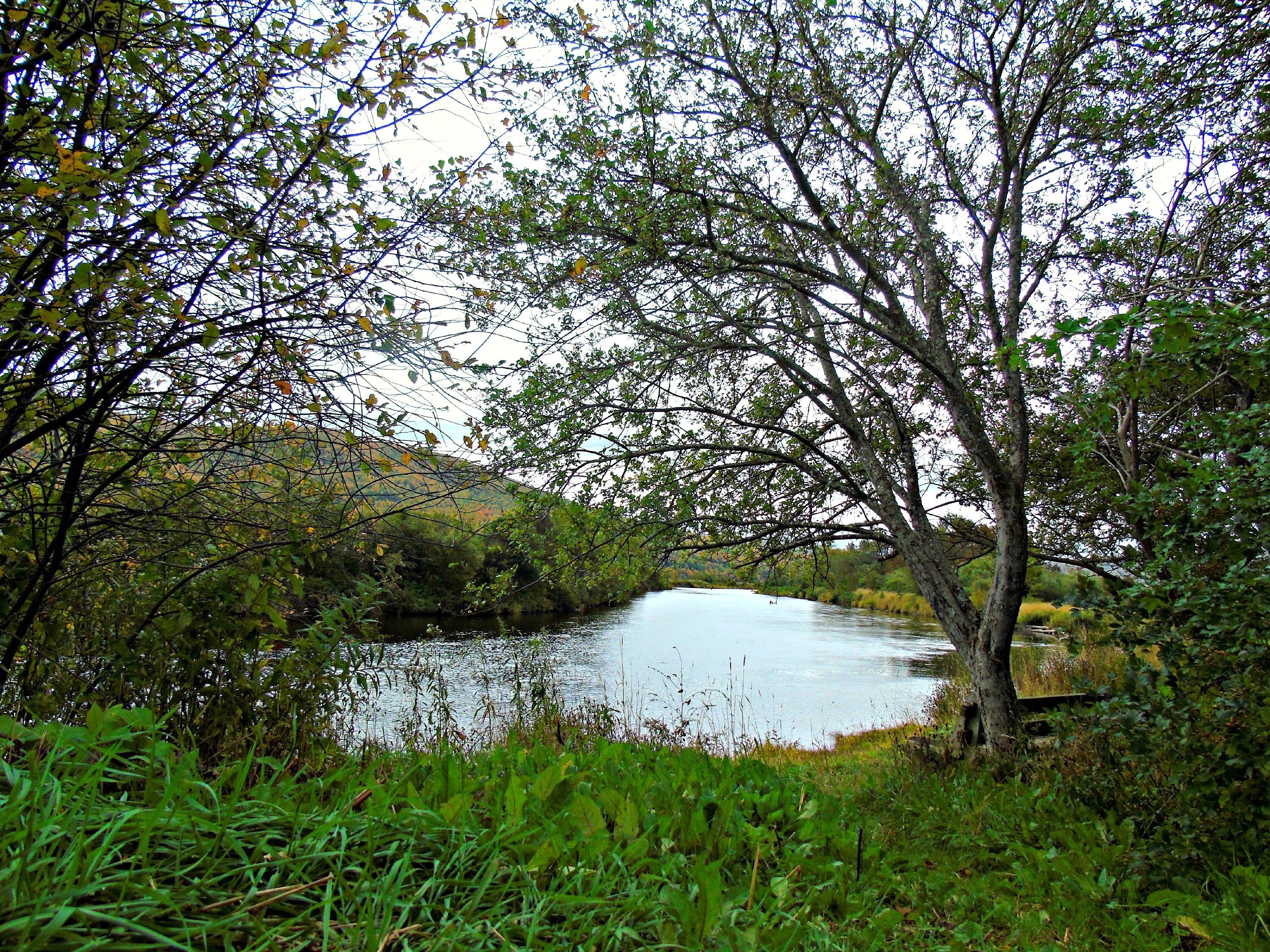 Une rivière paisible, bordée d’une végétation luxuriante et d’arbres.