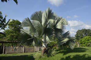 Property grounds - Finca Hotel La Rivera (Calarcá)