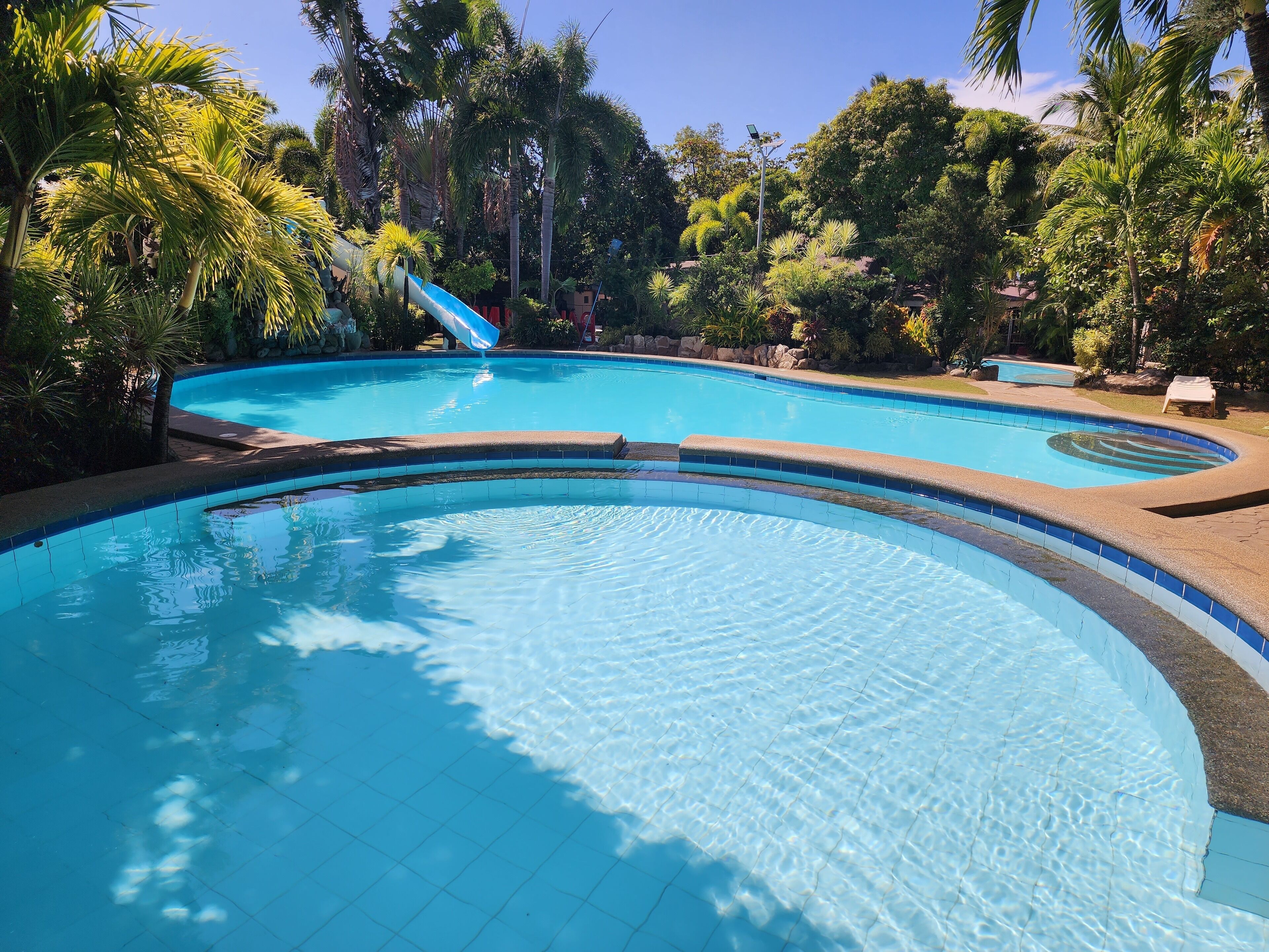 A clear blue swimming pool with a curved edge, surrounded by lush greenery and palm trees.