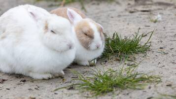 Two rabbits sitting on a sandy surface with sparse grass.