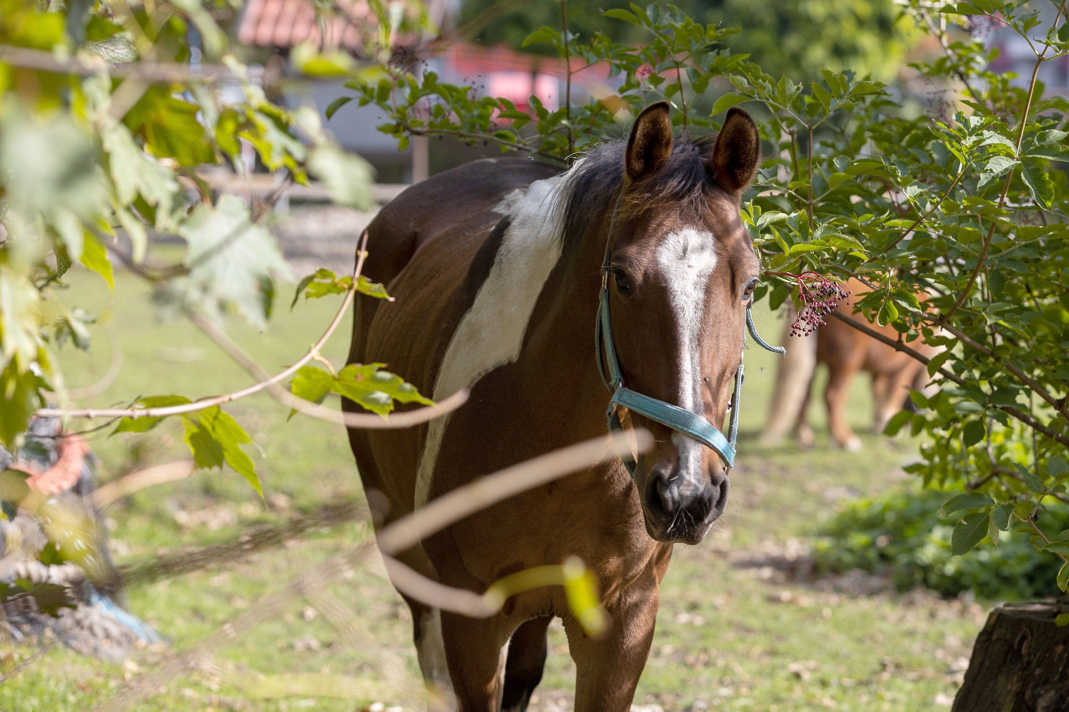 Un caballo con una franja blanca y una brida verde en un prado con árboles.