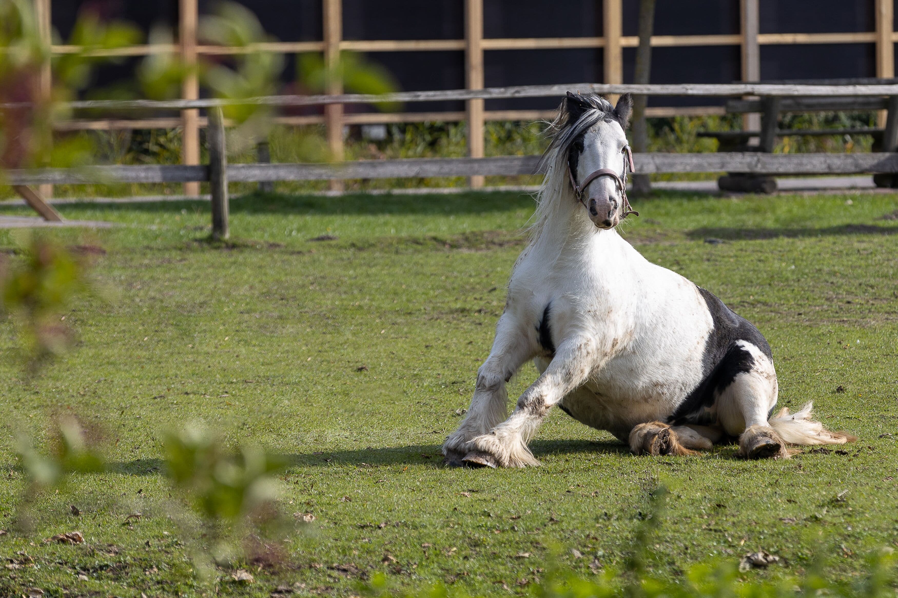 Ein Pferd auf einer Wiese mit einem Holzzaun im Hintergrund.