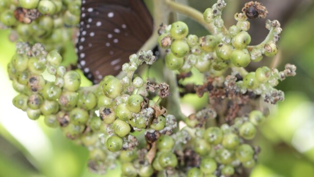Ein Schmetterling auf einer Traube grüner Beeren.