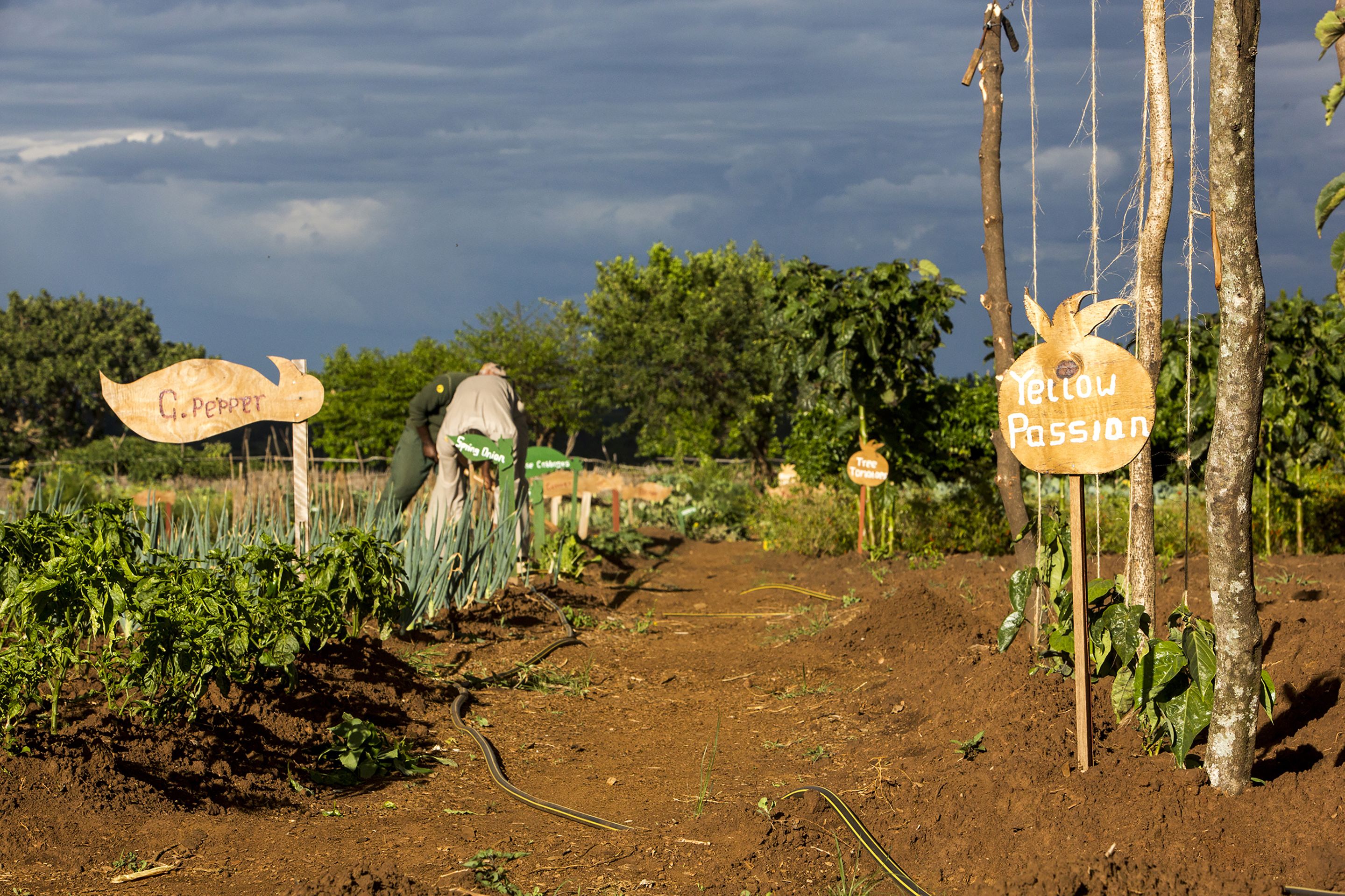 Un jardin avec des parcelles potagères et des panneaux en bois portant les inscriptions « G. Pepper » et « Yellow Passion ».