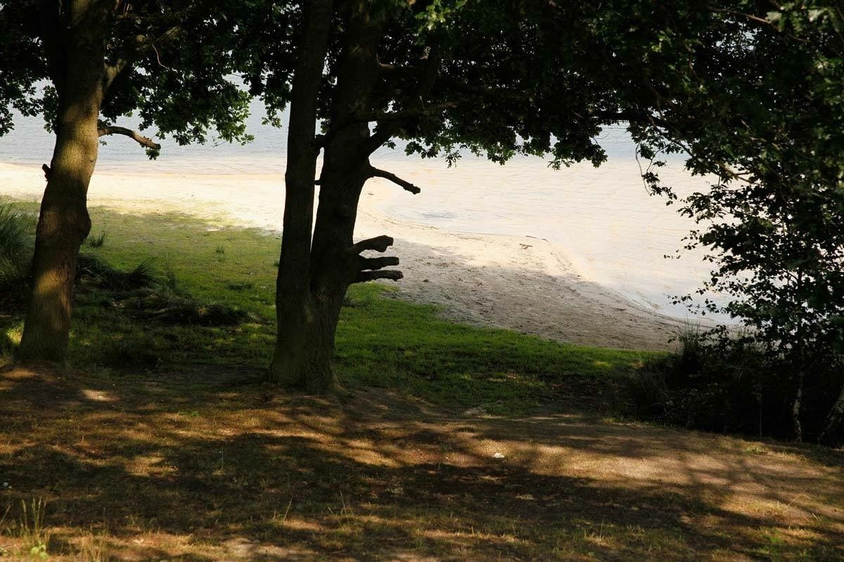 A natural landscape with trees and a path leading to a body of water.