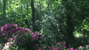Un jardín con hojas verdes grandes y grupos de flores rosadas.