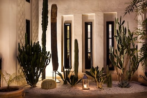 A courtyard with cacti and a lantern, featuring a textured wall and a doorway with a window.