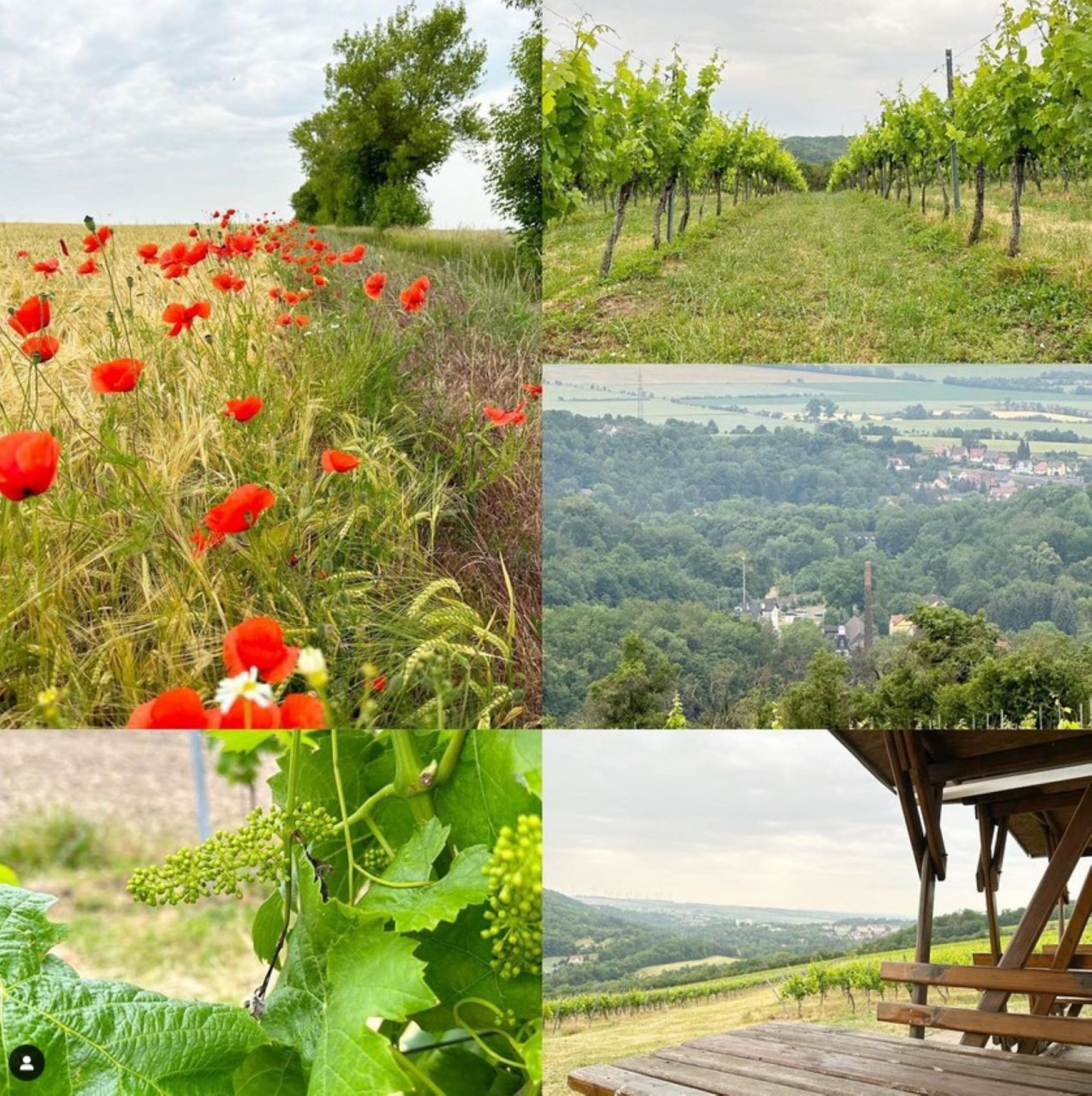A vineyard with rows of grapevines, a field of red poppies, and a view of a town surrounded by hills.