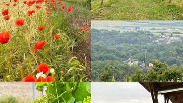 A vineyard with rows of grapevines, a field of red poppies, and a view of a town surrounded by hills.