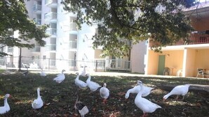 A group of geese in a grassy area with a building in the background. - River Place Inn (Pigeon Forge)
