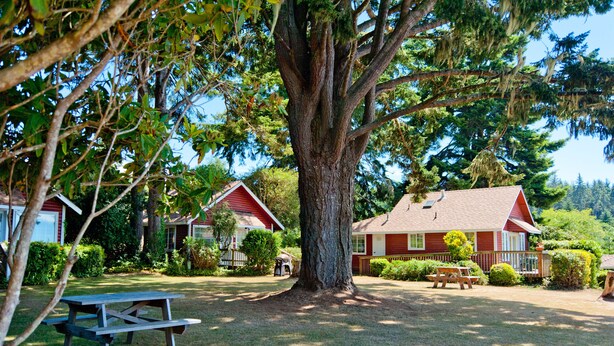 Un árbol grande frente a una casa roja con una mesa de picnic y bancos.