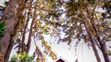 A small red cabin with a front porch, surrounded by tall trees and dense foliage.