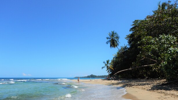 A beach with clear water, a sandy shore, and palm trees. - Tierra de Sueños Lodge & Wellness Center (Cahuita)
