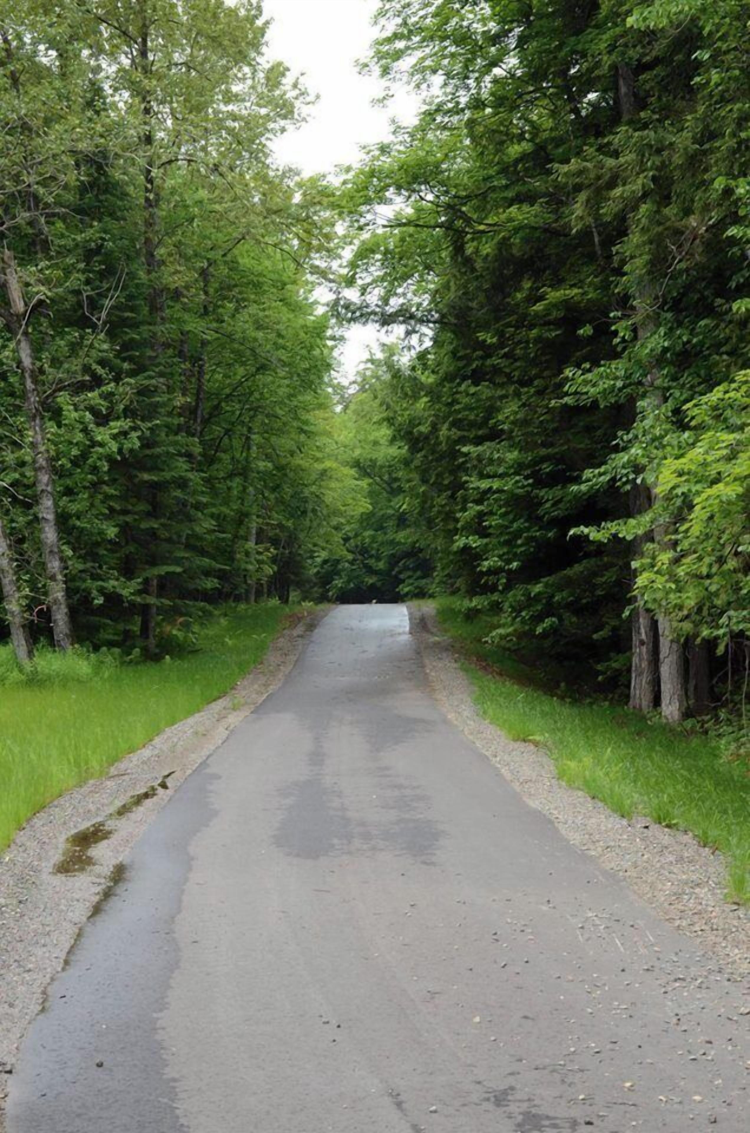 Une route asphaltée bordée d’arbres verdoyants et touffus.