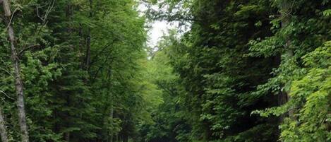 Une route asphaltée bordée d’arbres verdoyants et touffus.