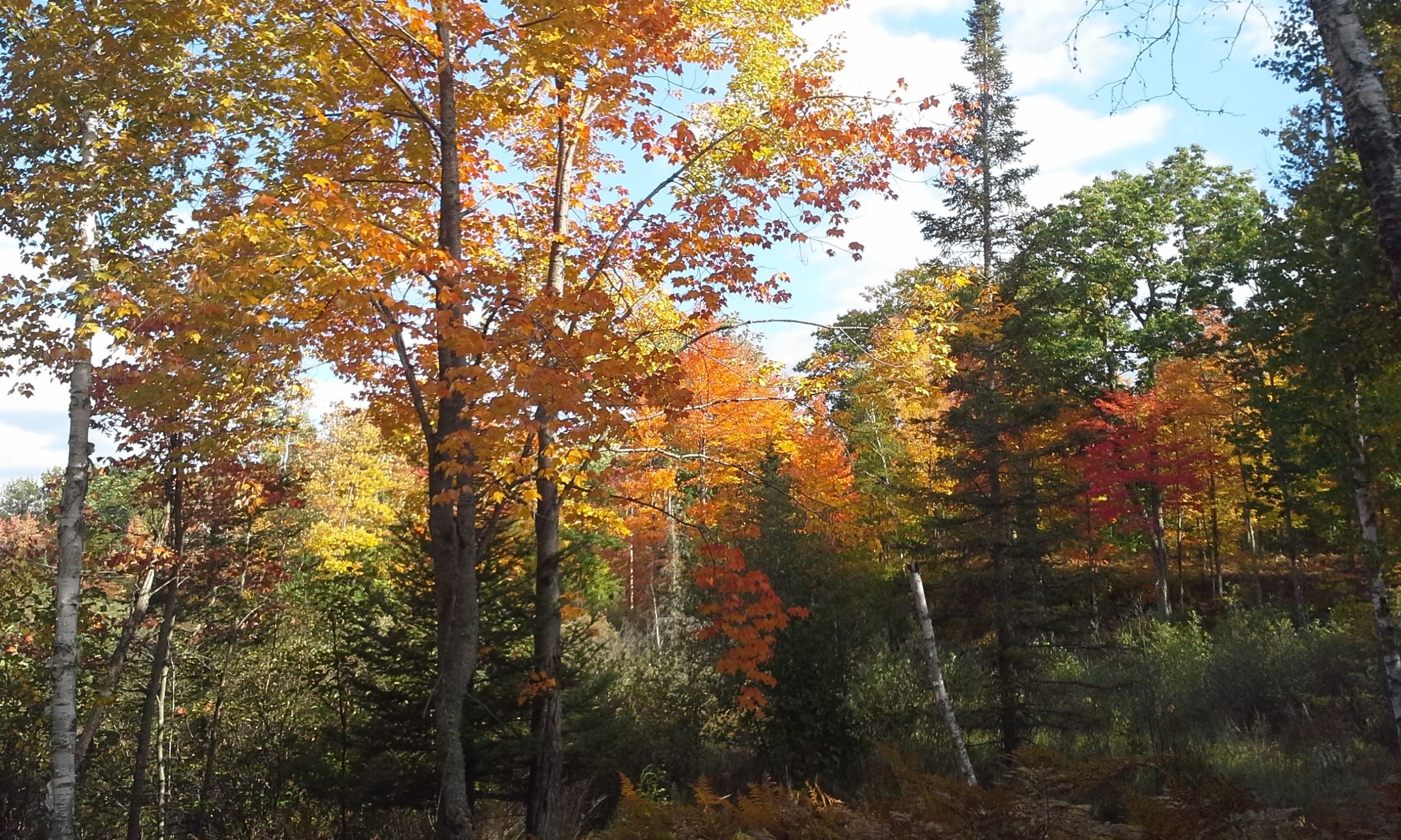 A forest with various trees displaying autumn foliage.