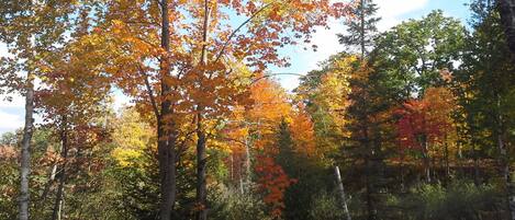 A forest with various trees displaying autumn foliage.