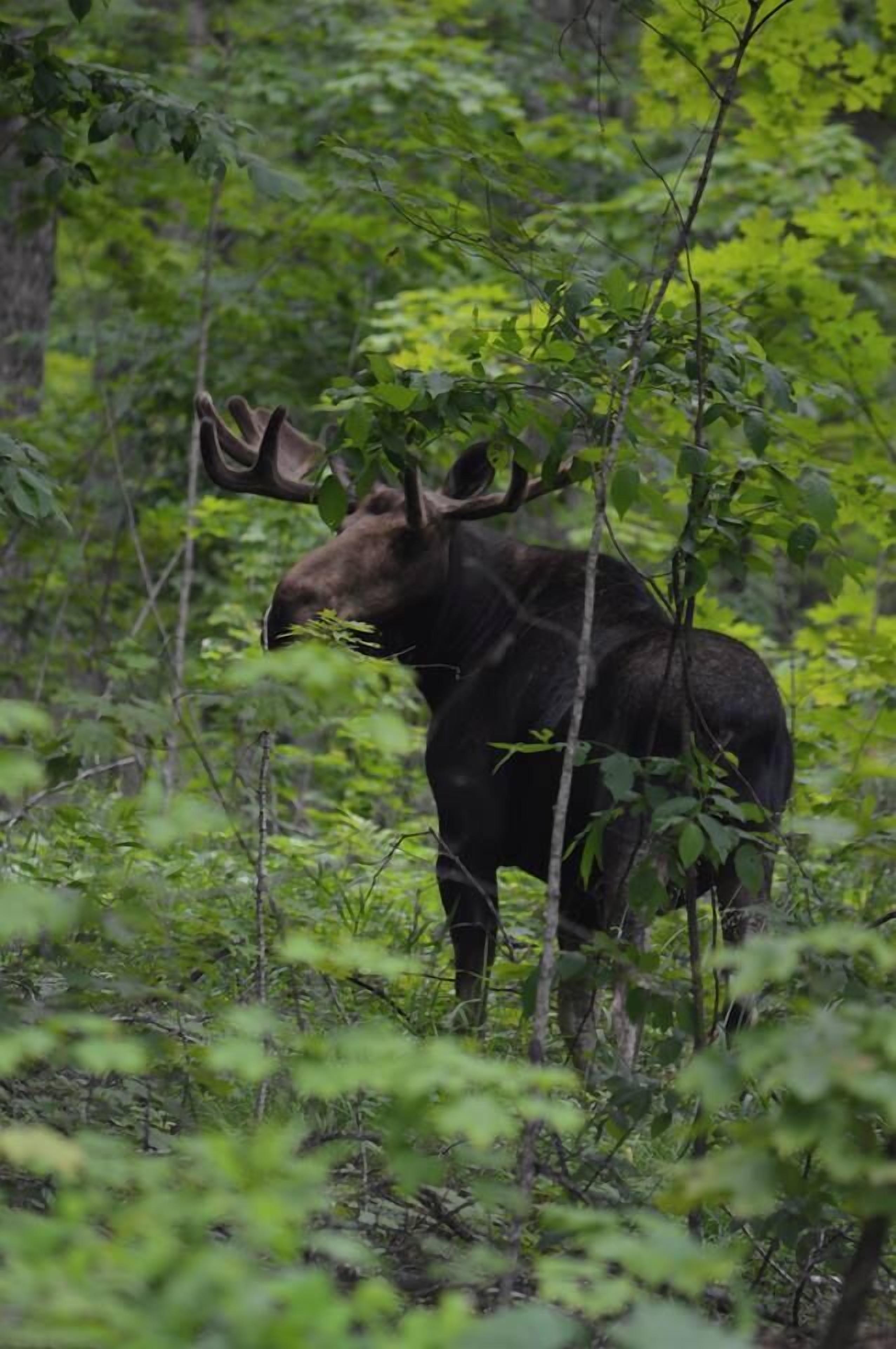 A moose in a forested area.