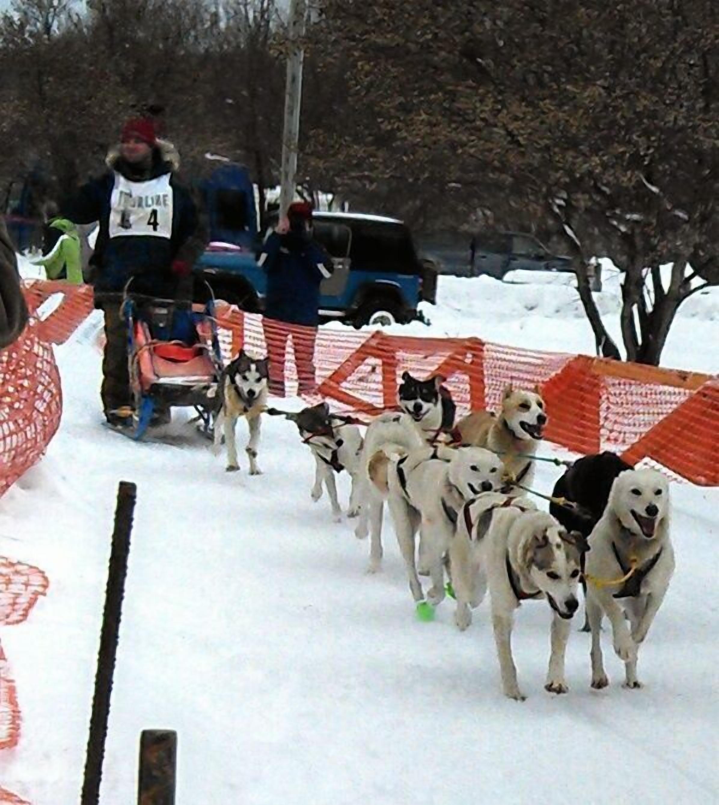 A group of sled dogs pulling a sled through a snowy area with a person leading them.