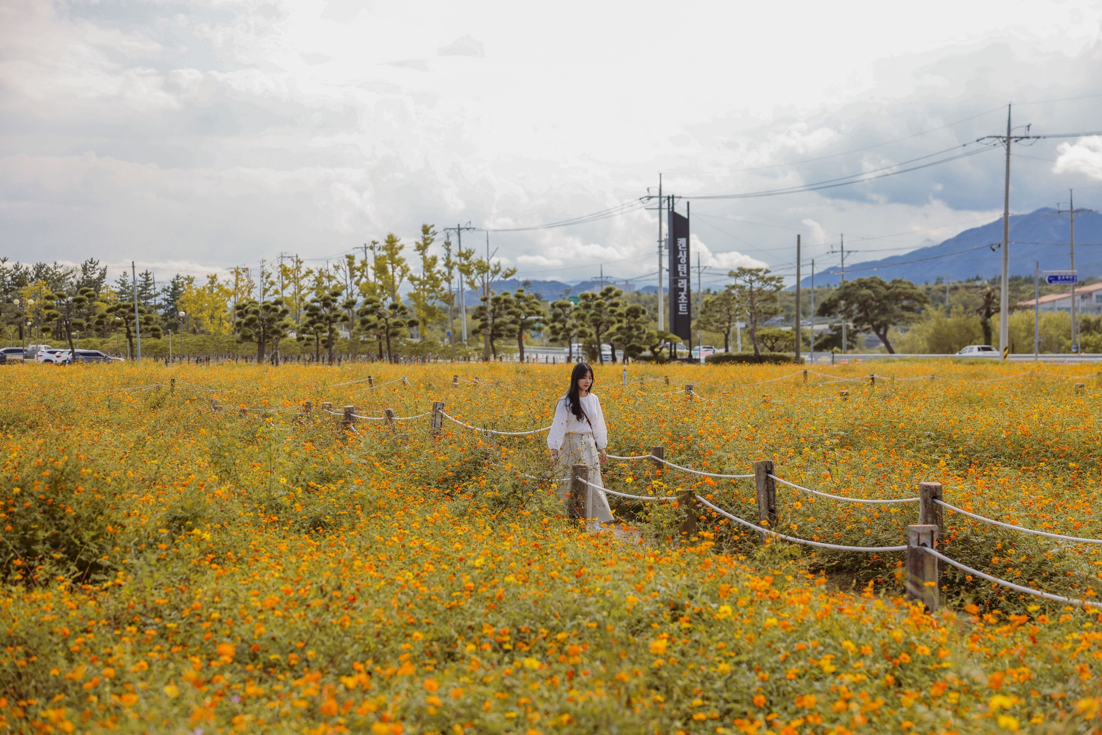 A field of flowers with a person standing in the center, surrounded by a fence.