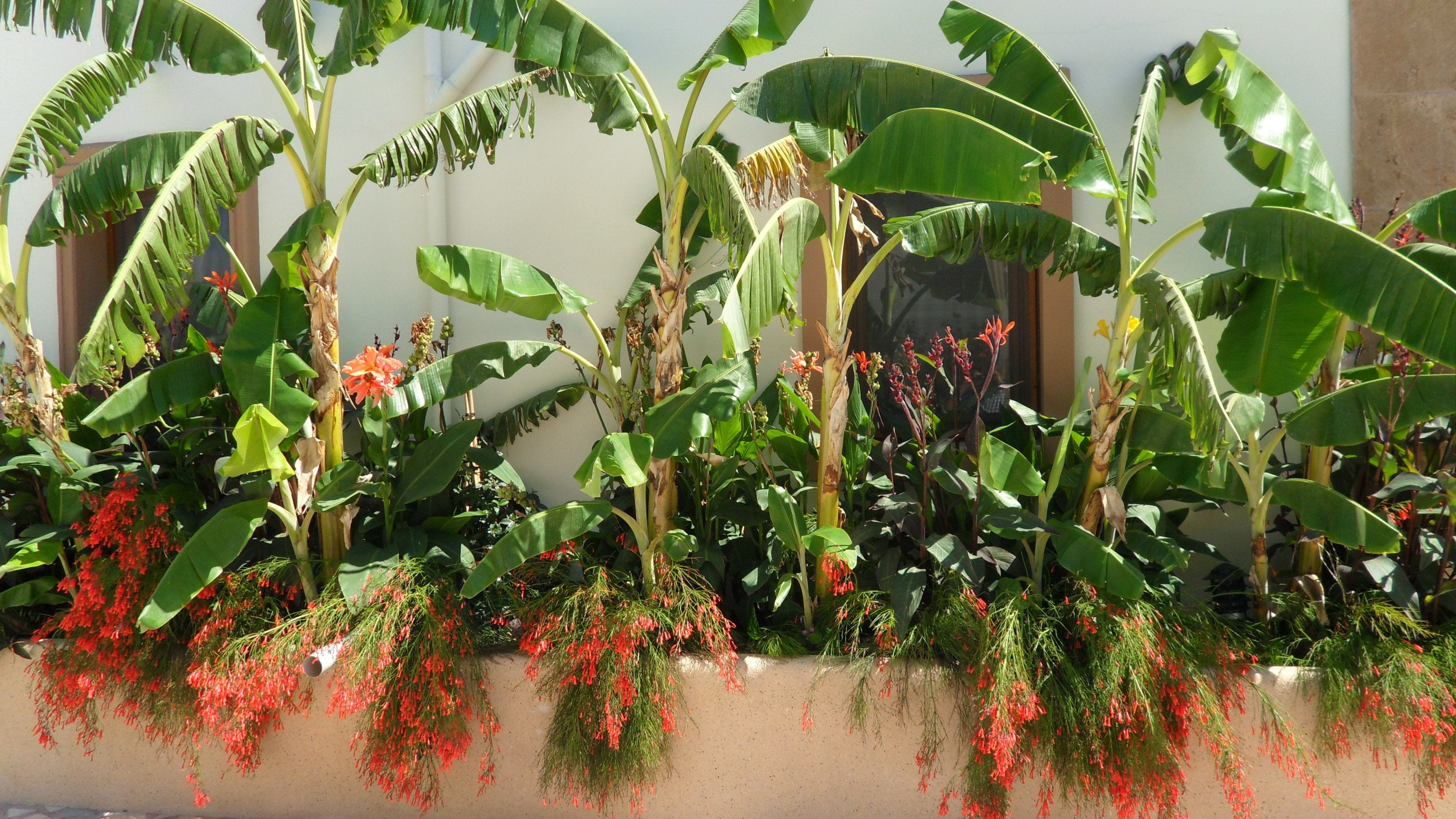 Standaard kamer | Uitzicht op de tuin