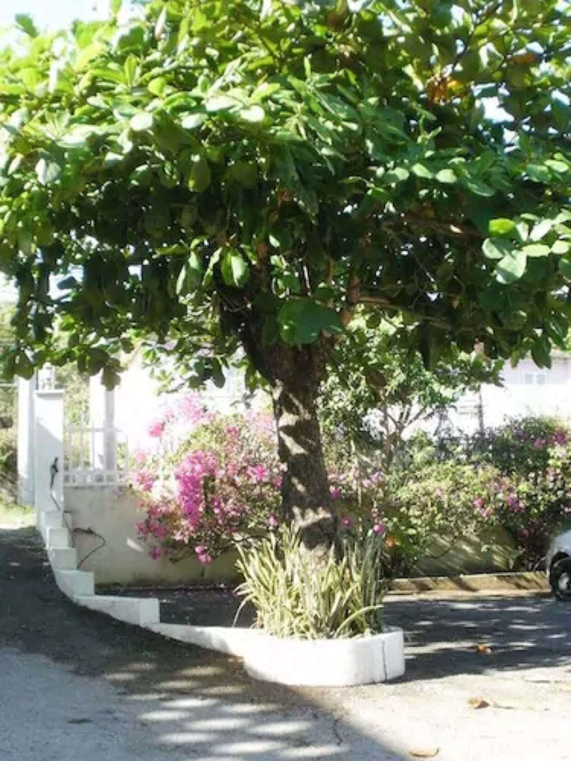A tree with green leaves and pink flowers in a white planter.