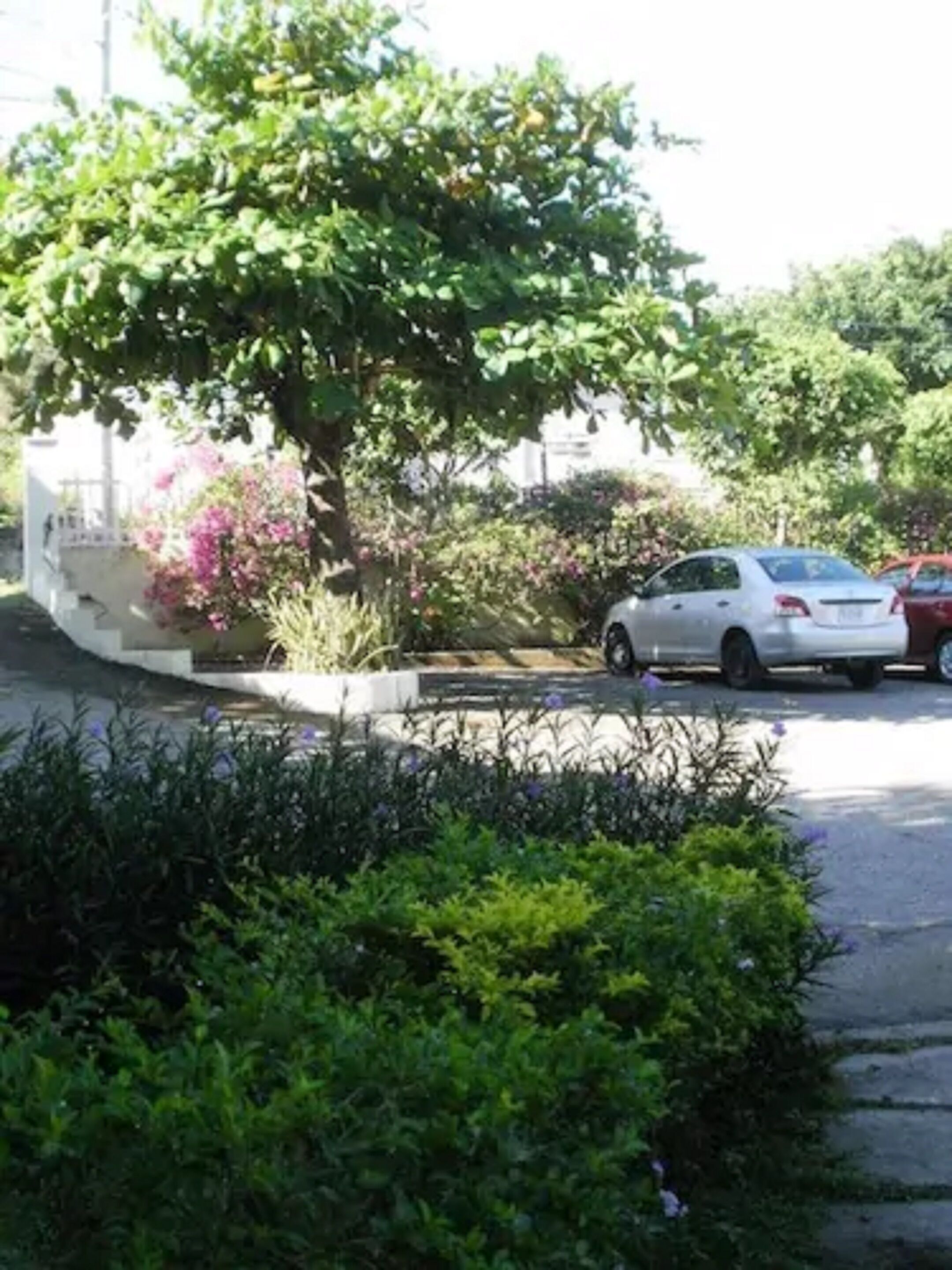 Een witte auto geparkeerd op een oprit, met een boom en bloeiende planten op de achtergrond.