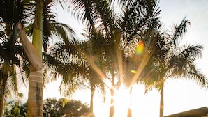 A swimming pool with lounge chairs and palm trees, surrounded by a white fence.