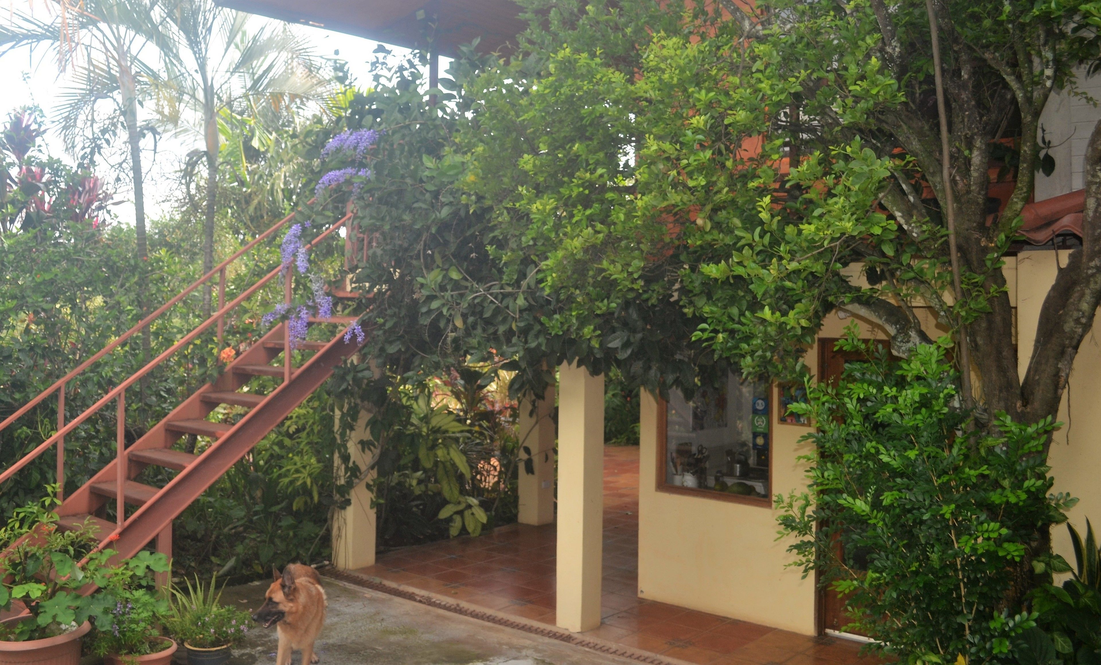 A covered outdoor area with a staircase, surrounded by lush greenery and potted plants.