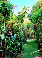 Um jardim exuberante com diversas plantas tropicais e um gramado bem cuidado.