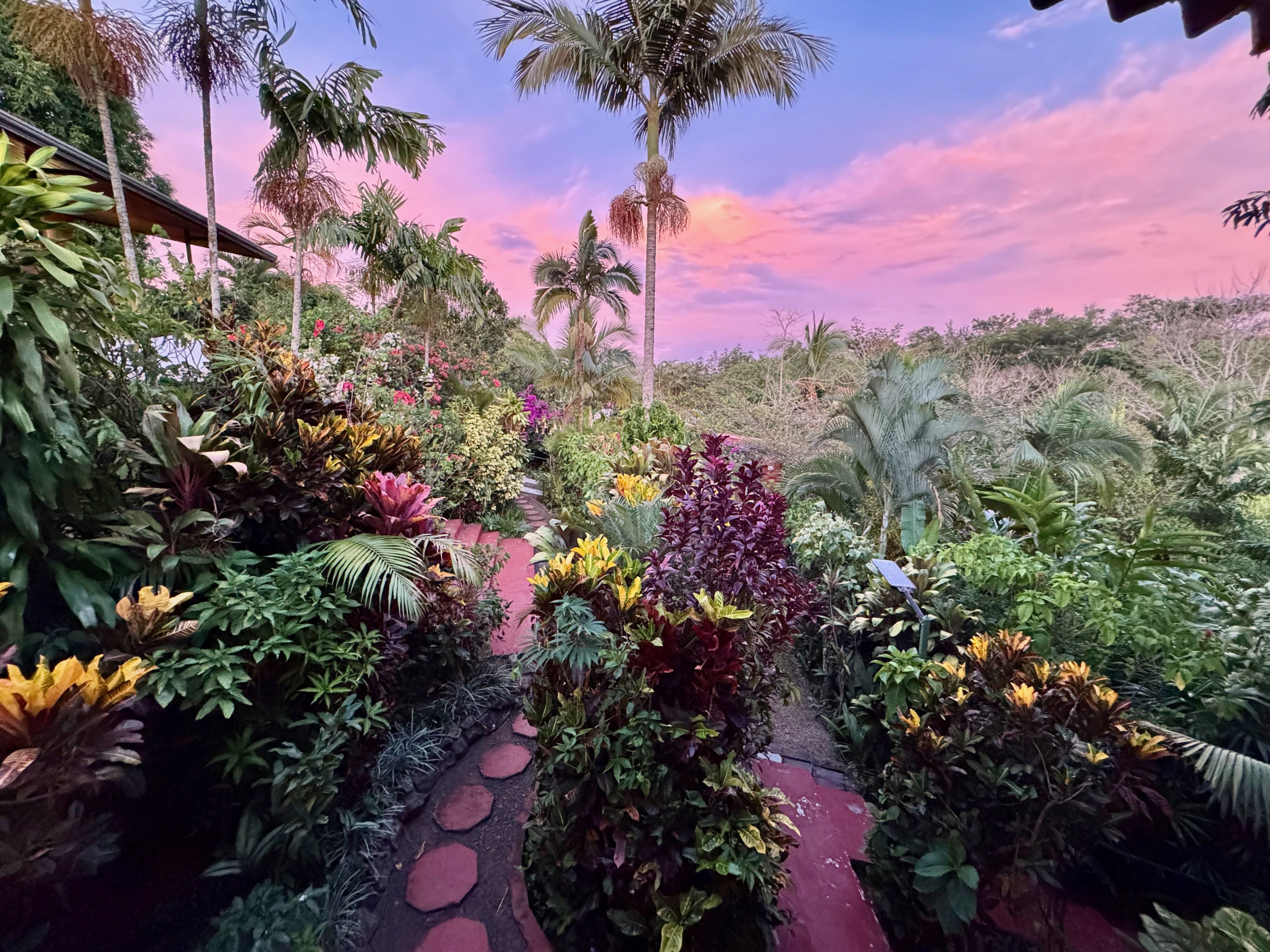 A garden pathway surrounded by diverse tropical plants and palm trees.