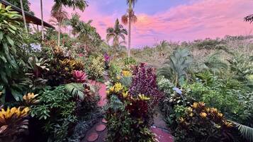 A garden pathway surrounded by diverse tropical plants and palm trees.