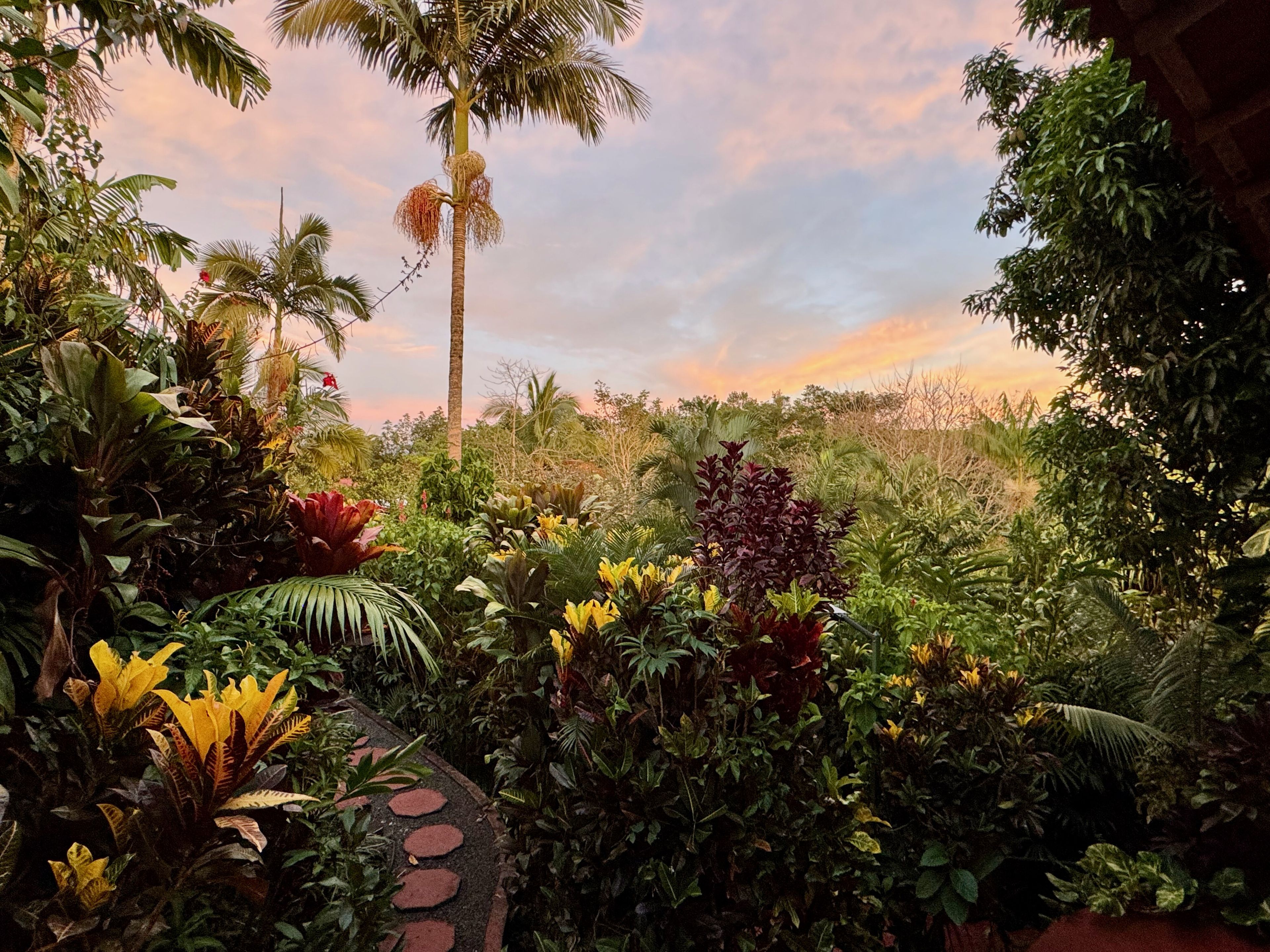 A lush garden with a variety of tropical plants and a palm tree.