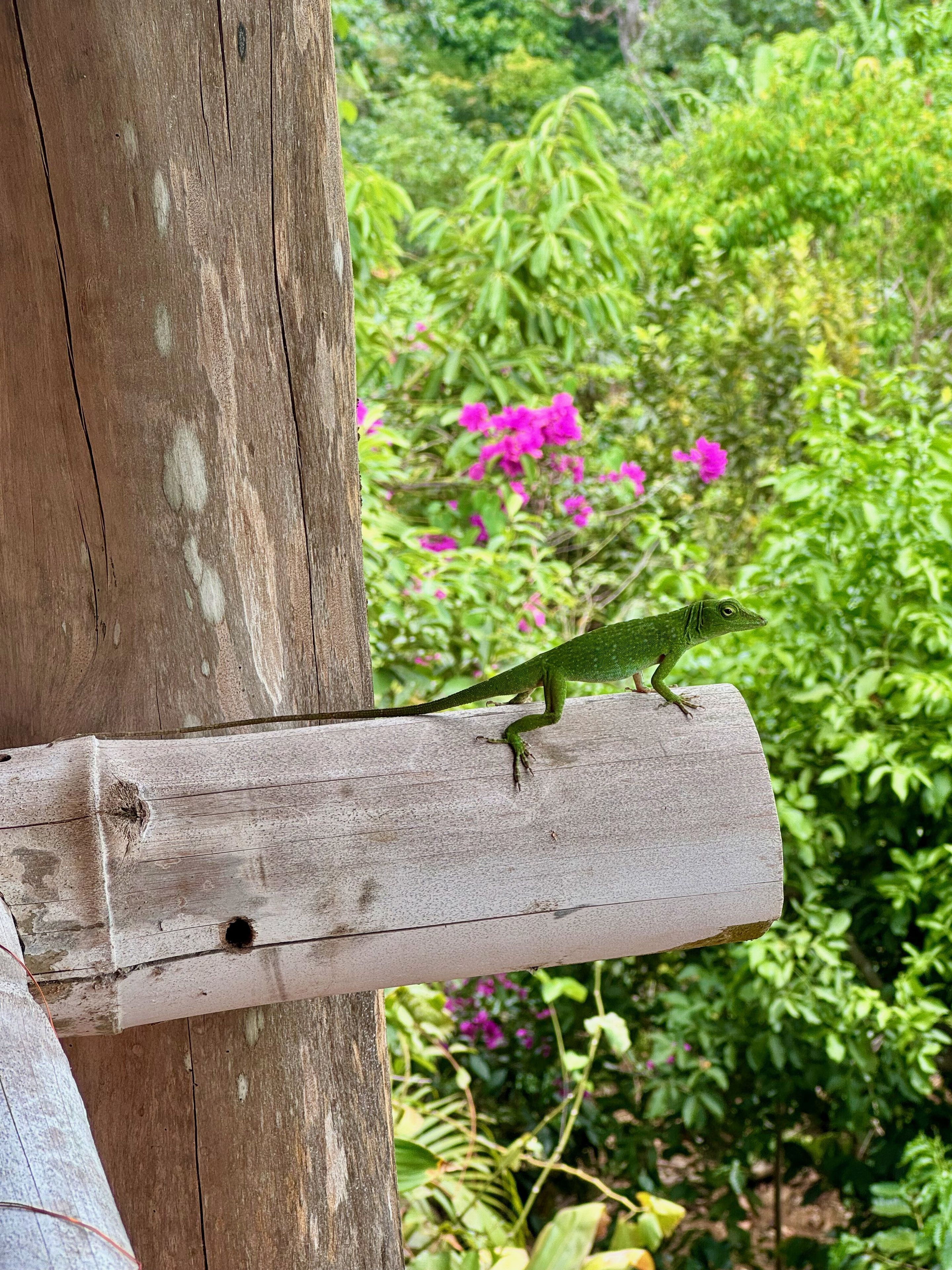 A lizard on a wooden beam with a garden in the background.