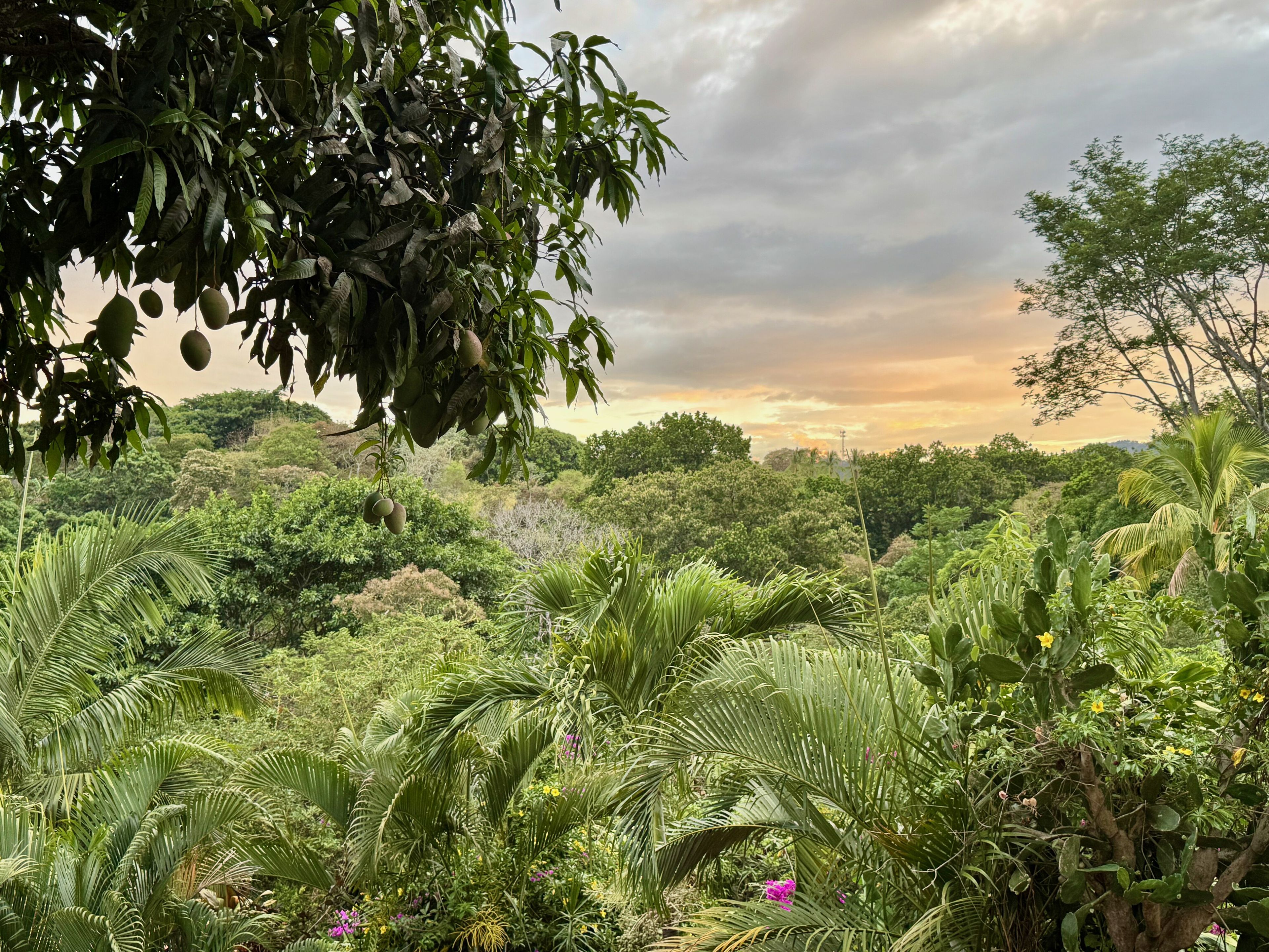 Un jardin luxuriant, où poussent différentes plantes et arbres, dont un grand manguier chargé de fruits.