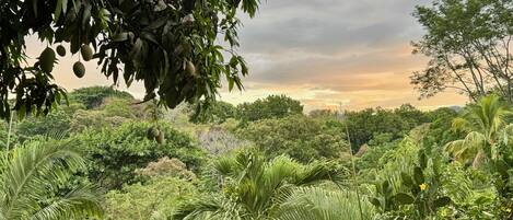 Un jardin luxuriant, où poussent différentes plantes et arbres, dont un grand manguier chargé de fruits.