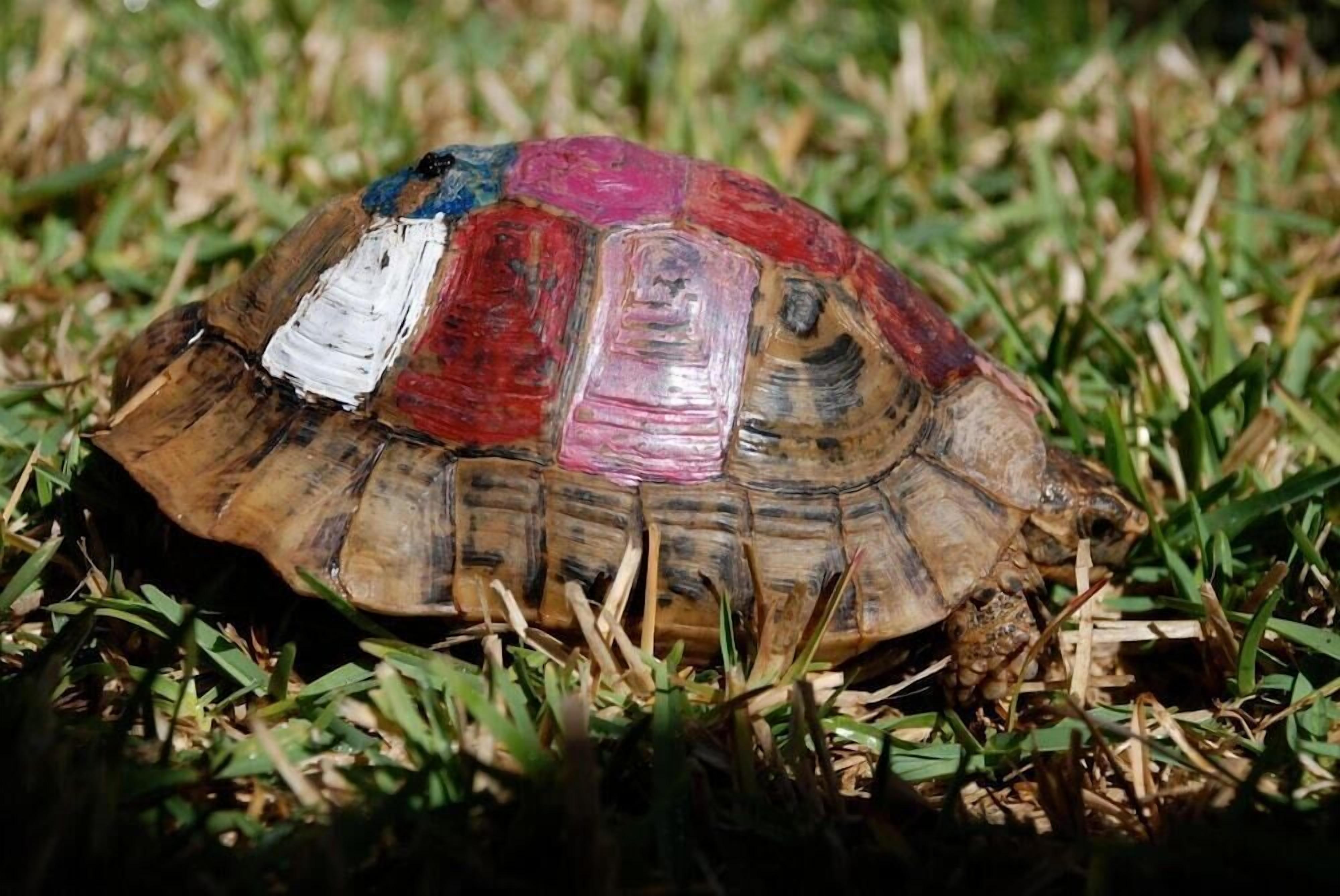 Una tortuga sobre césped.