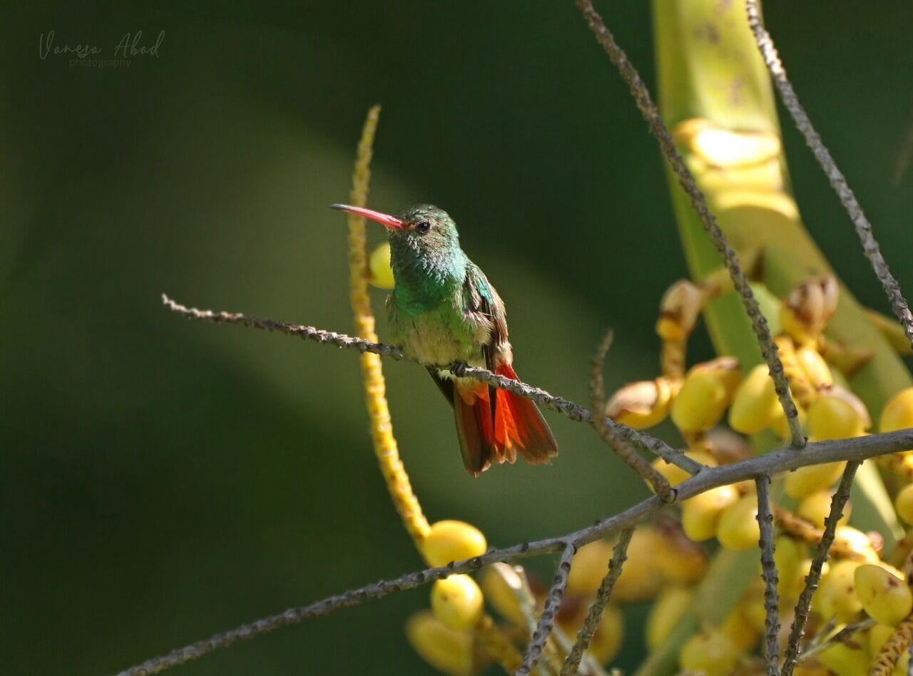 Foto - Villa Juana Hotel