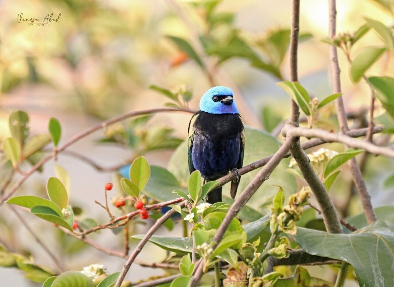 Foto - Villa Juana Hotel