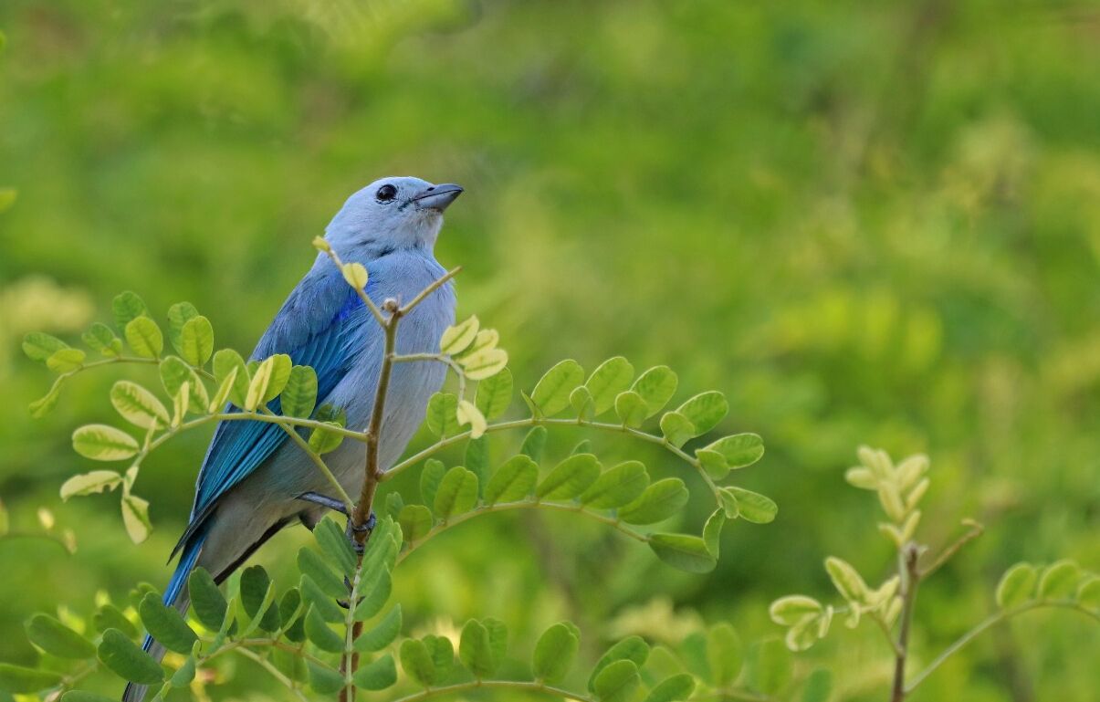Foto - Villa Juana Hotel