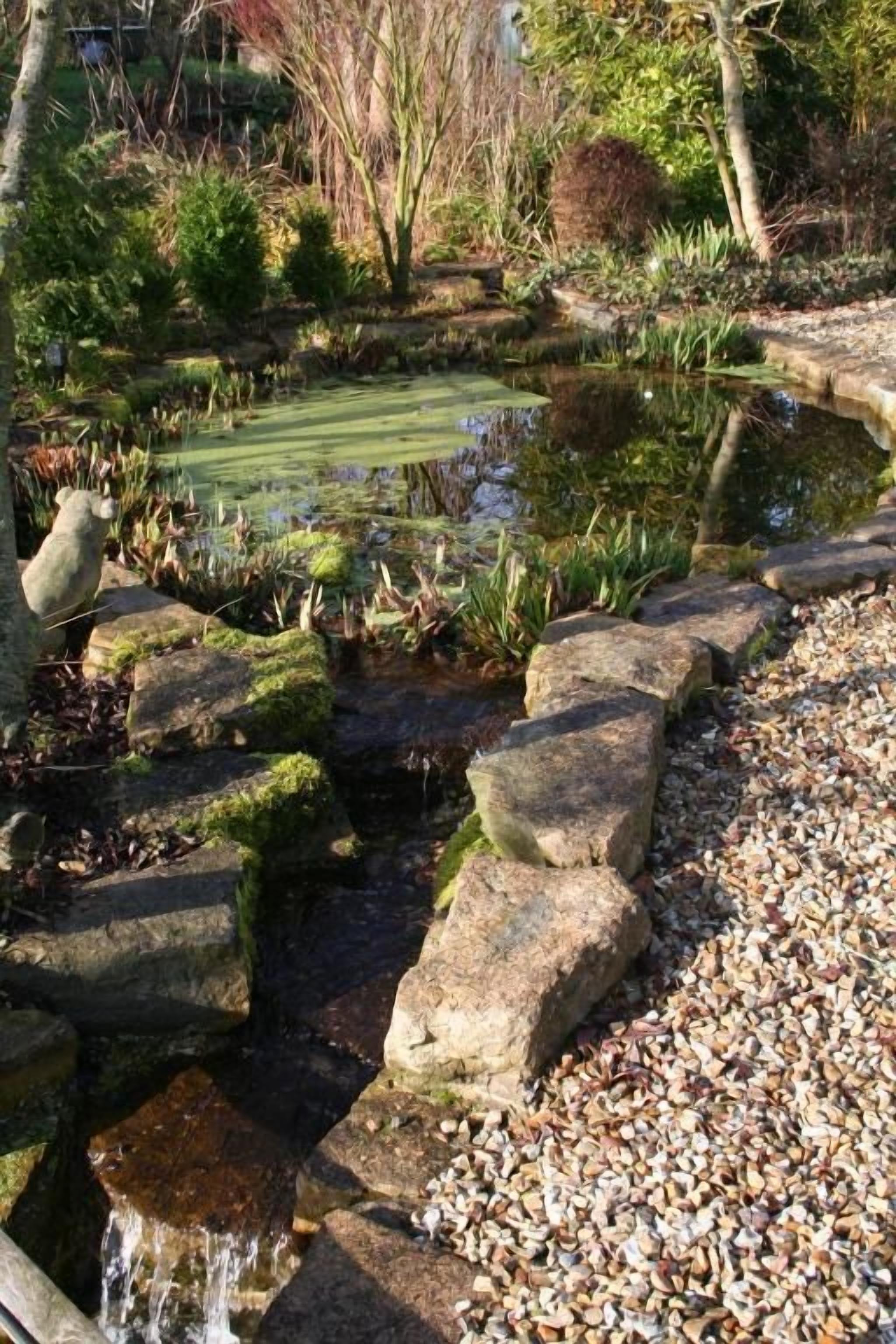 A garden with a pond, stepping stones, and various plants.