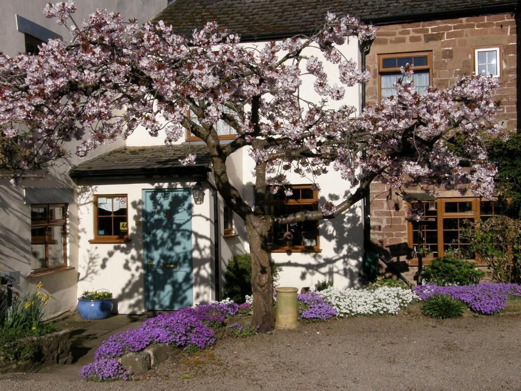 A traditional house with a large flowering tree in front, a blue door, and a garden with purple and white flowers.