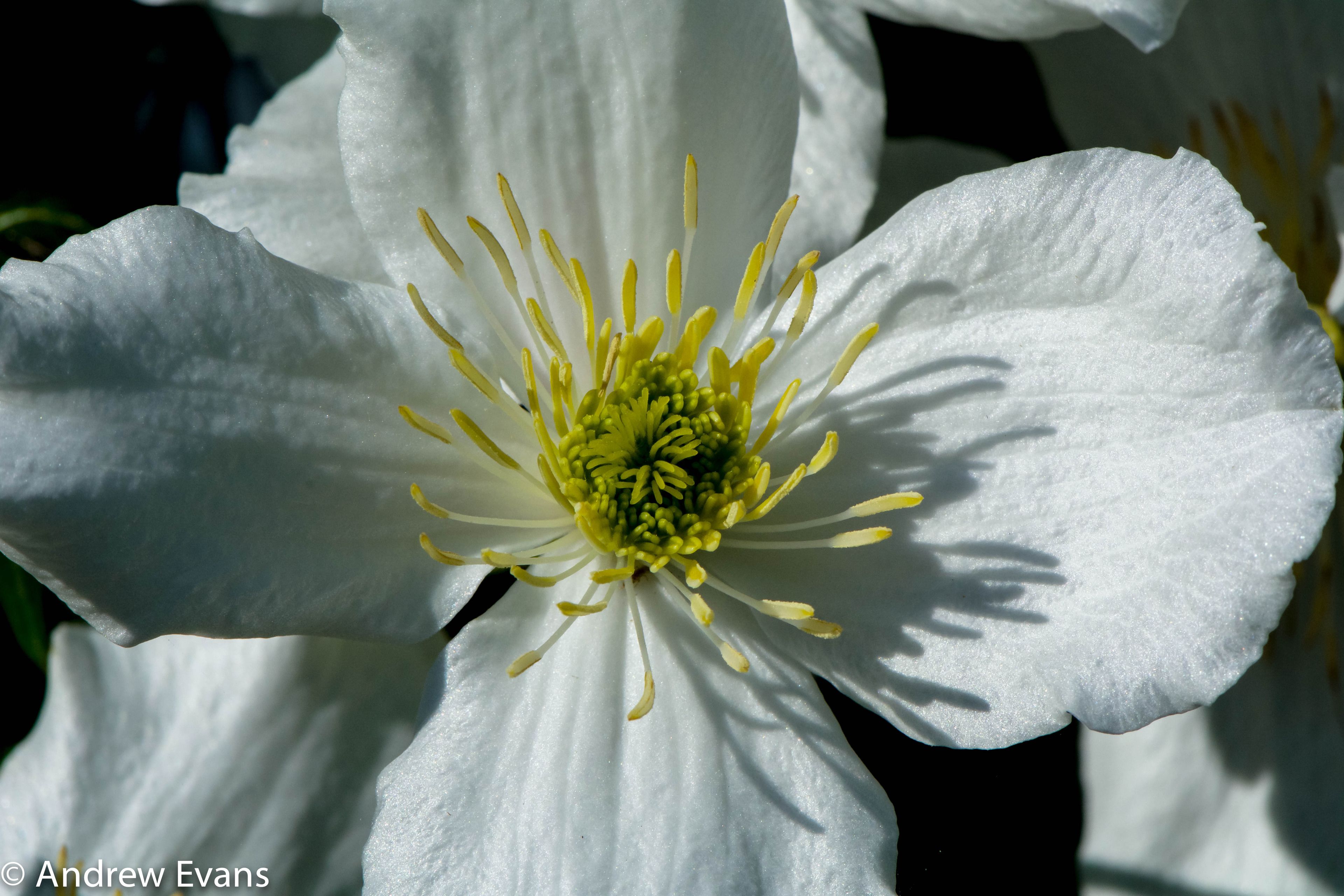 A close-up of a white flower with yellow stamens.