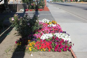 View from property - Cinderella Motel (Wasco)