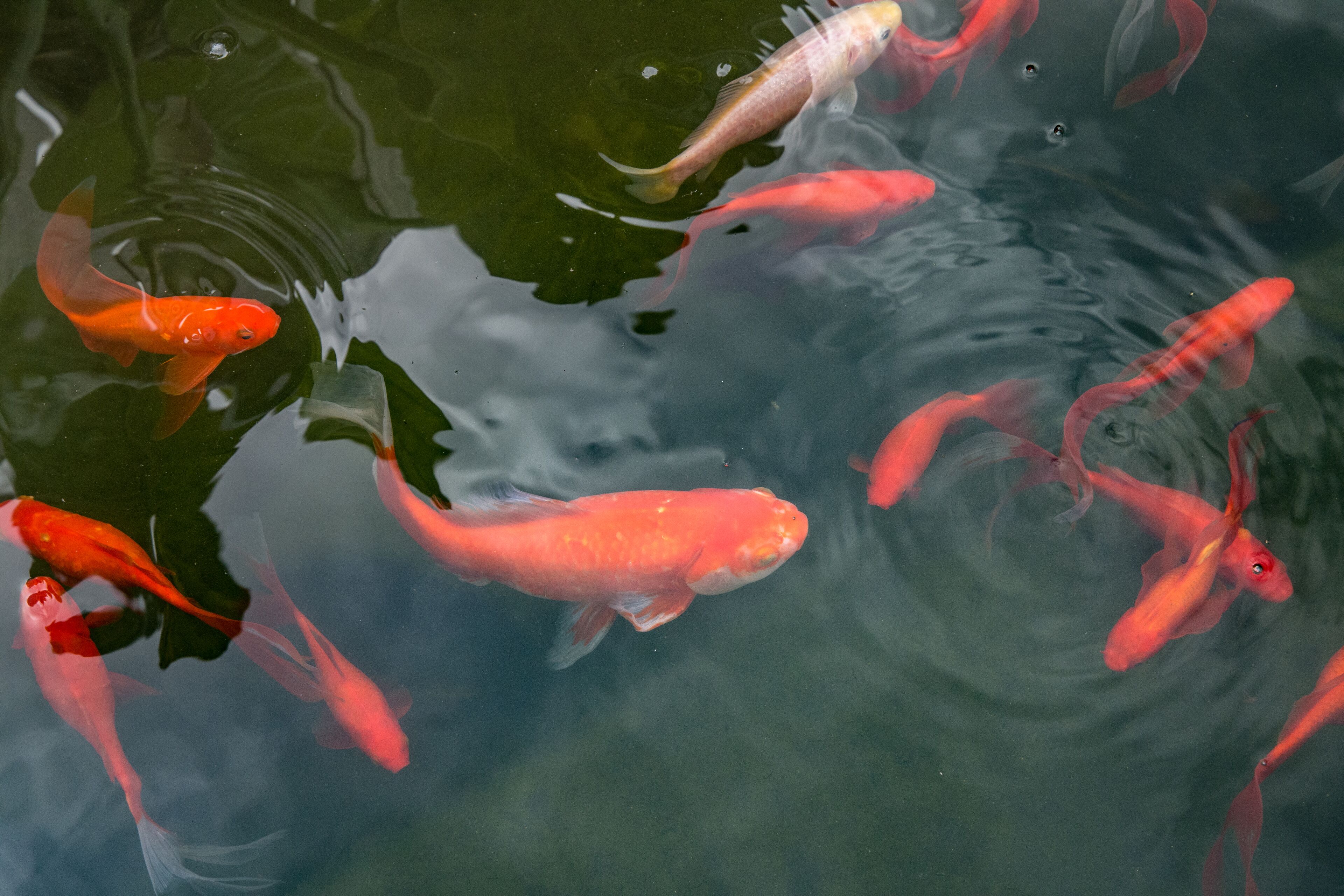 A pond with several koi fish swimming.