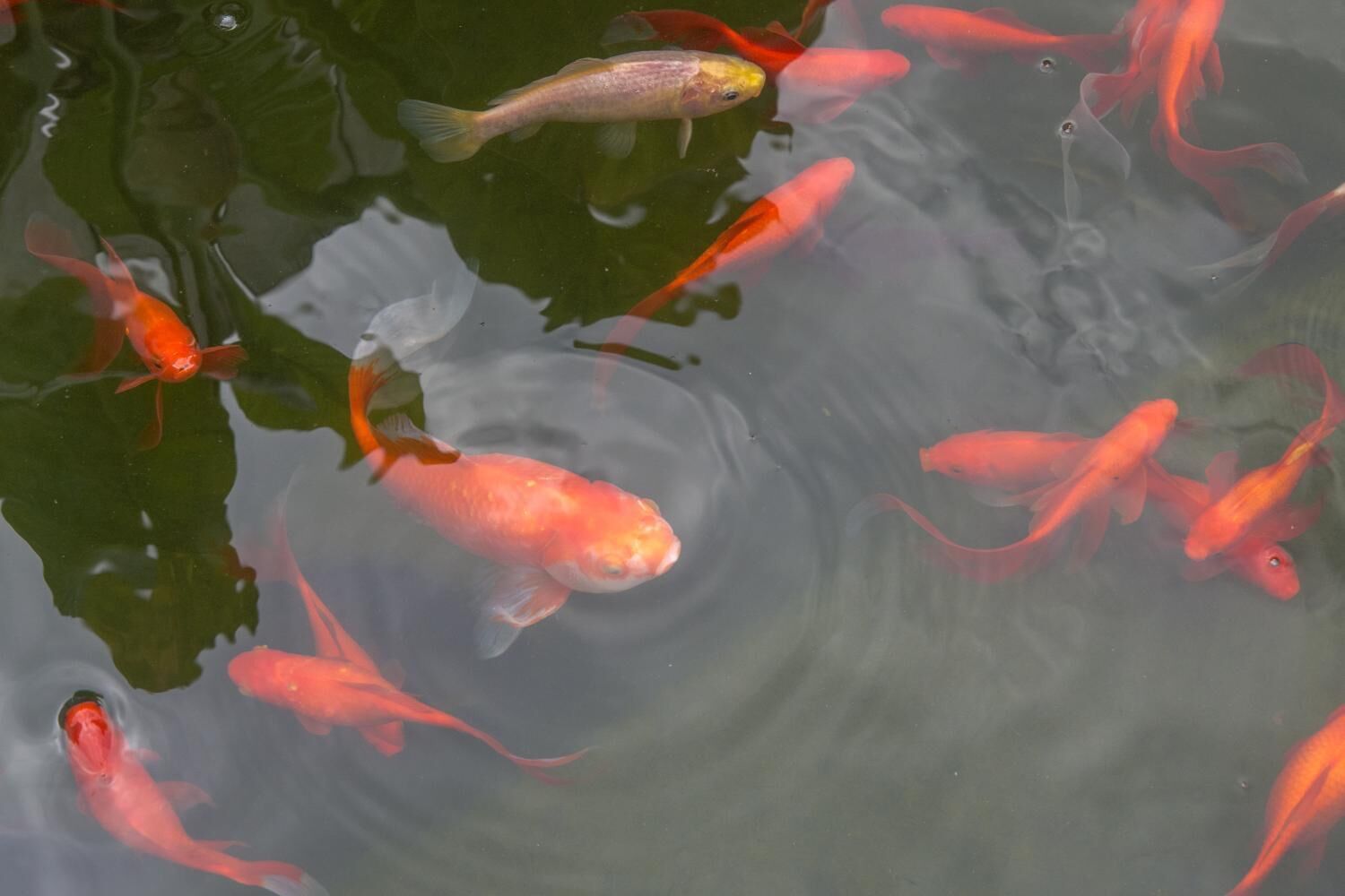 A pond with multiple koi fish swimming.