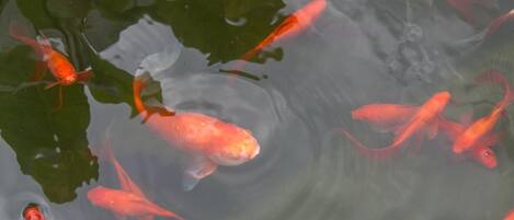 A pond with multiple koi fish swimming.