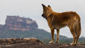 A dog standing on a rock with a mountain in the background. - Sigiri Choona Lodge (Sigiriya)
