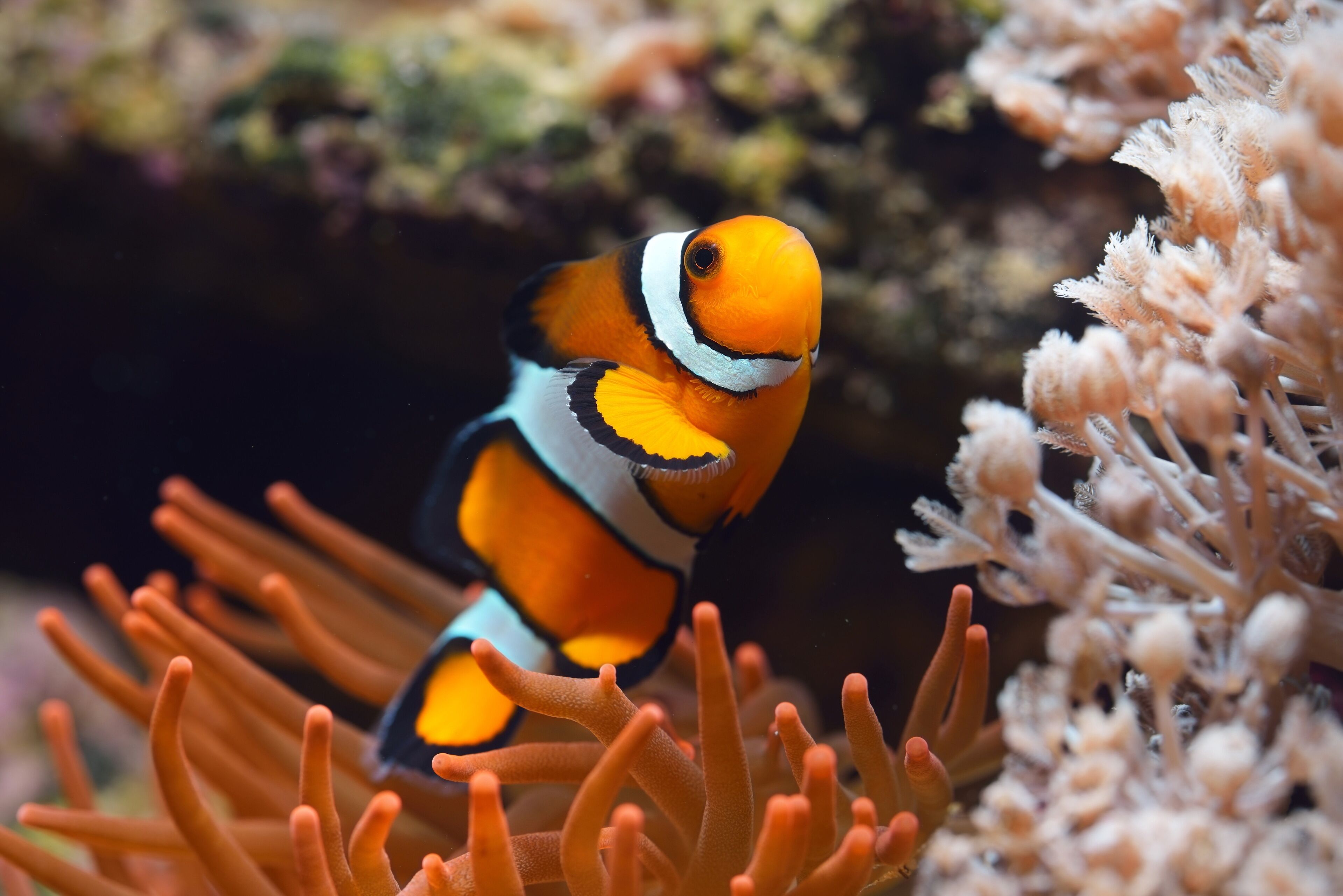 A fish with orange and black stripes in a coral reef environment.