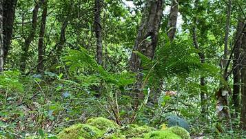 Un bosque denso con una roca cubierta de musgo y diversas plantas verdes.